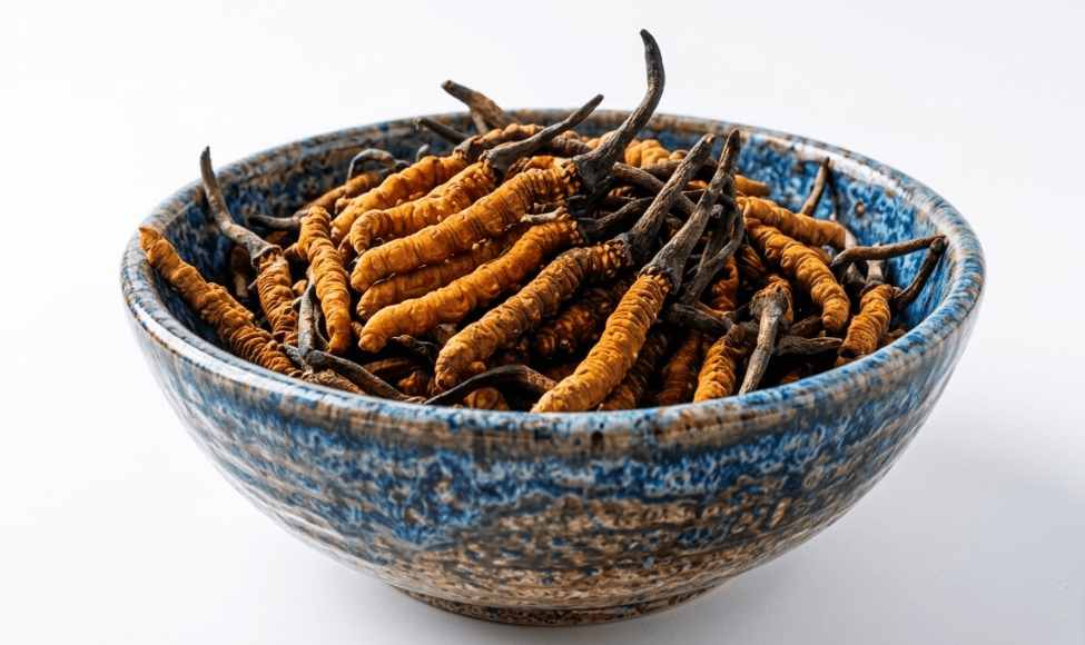 cordyceps-sinensis